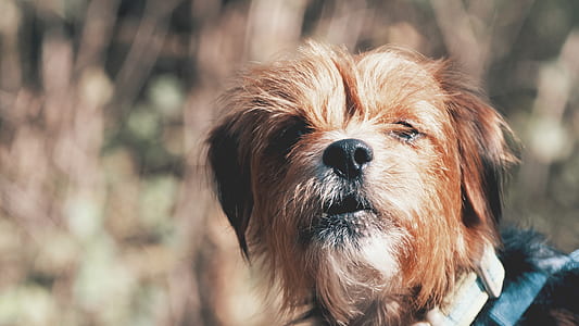brown dog selective focus photography thumbnail