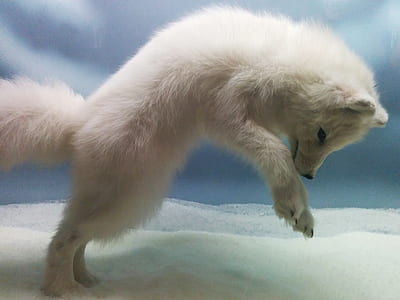 white fox taxidermy thumbnail