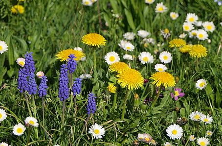 yellow dandelion flowers, purple grape hyacinths, and white chamomiles closeup photography thumbnail