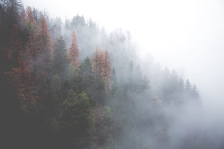 smoke on green pine trees thumbnail