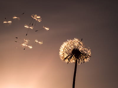low-angle photography of withered dandelion thumbnail