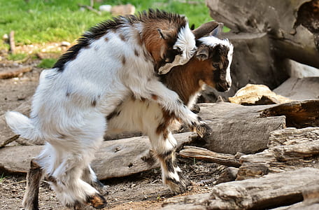 two white-and-brown goats thumbnail