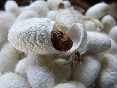 white cocoons thumbnail
