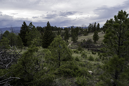 Forest Landscape with pine trees and trail in Helena, Montana thumbnail