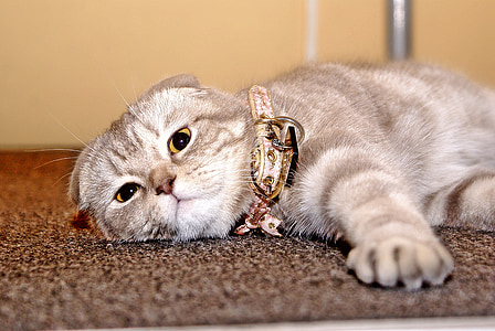 close-up photography of short-fur gray cat lying on gray carpet thumbnail