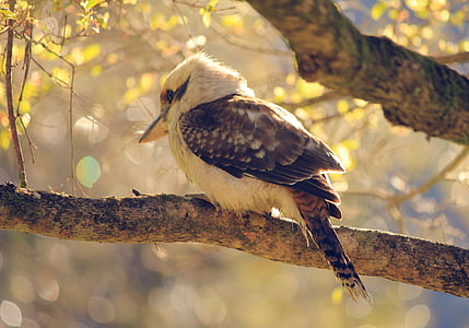 white and brown kingfisher bird perch on tree branch thumbnail