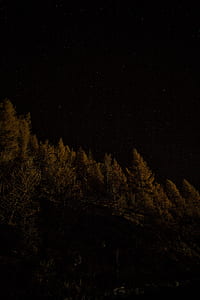 trees on hill at night thumbnail