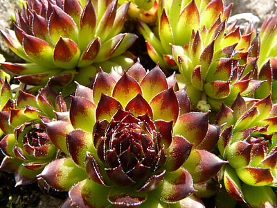 Roof Houseleek, Real Houseleek thumbnail