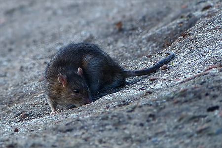 rat on sand shallow focus photography thumbnail