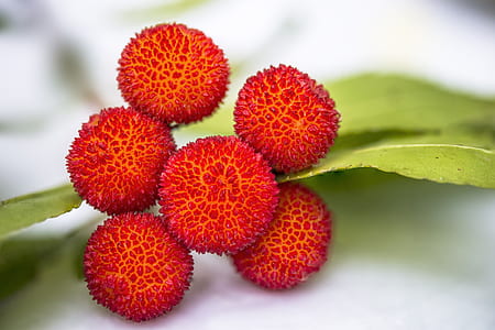 red fruits beside green leaf thumbnail