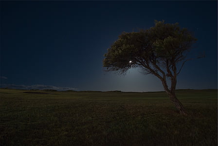 tree on grass field thumbnail