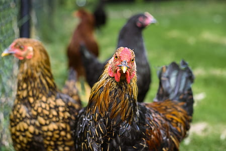 selective focus photography of four brown and black chicken thumbnail