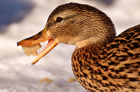 closeup photo of chewing duck thumbnail