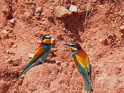 two birds on soil thumbnail
