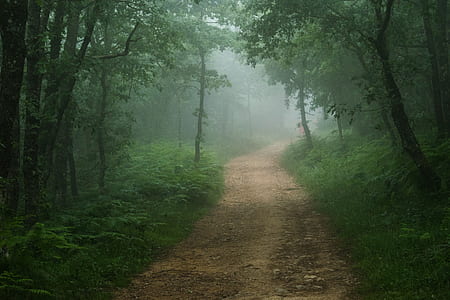 road in middle of jungle thumbnail