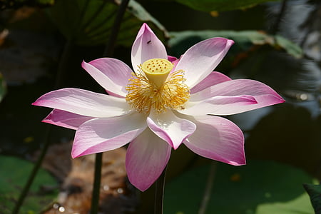 pink and white lotus flower in close up photography thumbnail