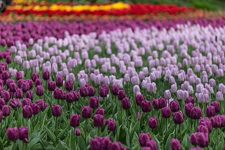 field of purple tulip thumbnail