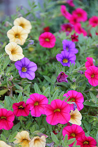Autumn Flowers, Mini Petunia thumbnail