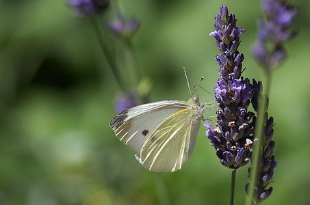 selective focus photography of cabbage white butterfly perched on purple petaled flower thumbnail