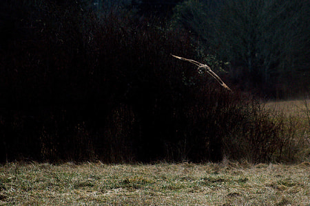 bird flying near green trees and field thumbnail