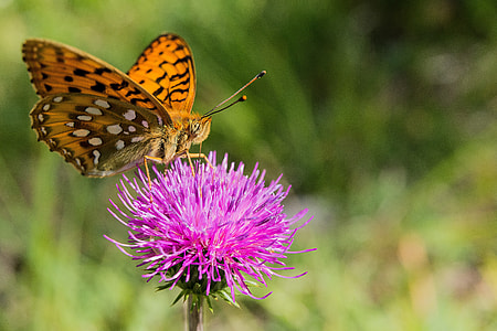 orange and black moth on purple thistle closeup photo thumbnail