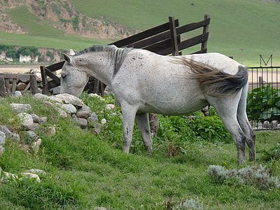 white horse standing on green grass during daytime thumbnail