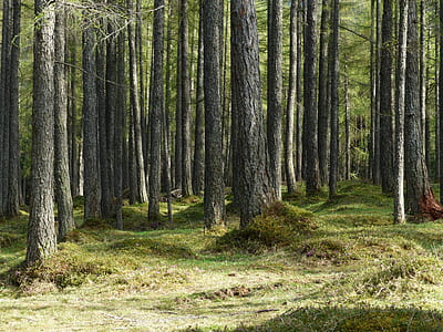 forest trees during daytime thumbnail