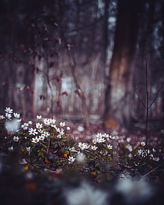 selective focus photography of white flower field thumbnail
