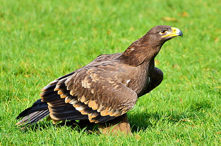 brown hawk on grass field thumbnail