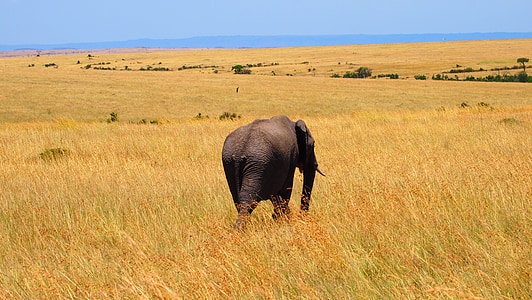 brown elephant standing on grasses thumbnail