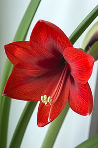 red amaryllis flower thumbnail