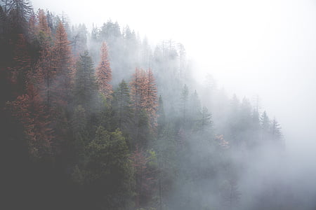 landscape photography of green pine trees with fog thumbnail