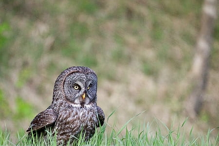 black own standing on green grass thumbnail