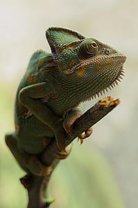 green chameleon in closeup photography thumbnail