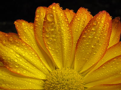 close up photo of yellow flower with water droplets thumbnail
