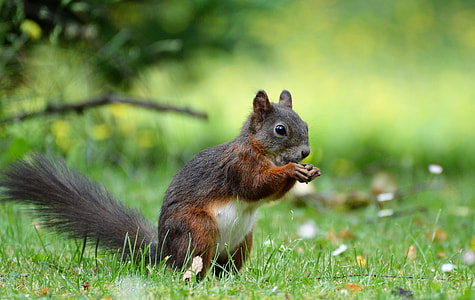brown squirrel on grass at daytime thumbnail