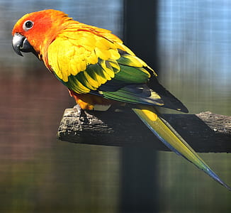 yellow and green macaw thumbnail