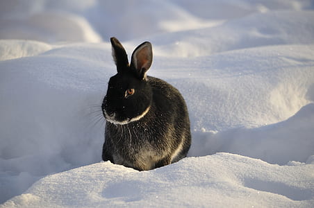 photo of black rabbit in white snow thumbnail
