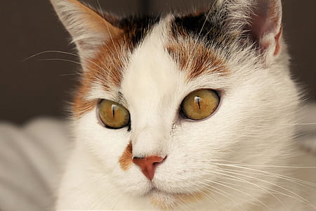 closeup photo of white, black, and brown cat thumbnail