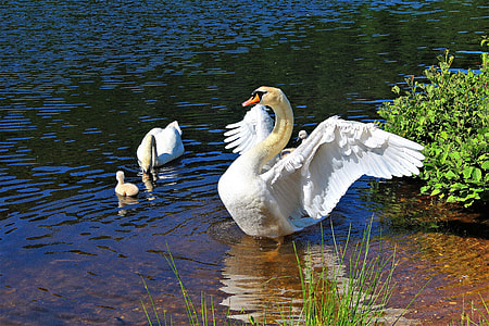 white swan floating on body of water thumbnail