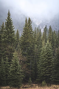 photography of green trees thumbnail