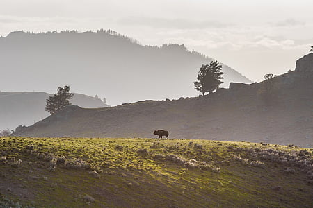 black 4-legged animal on green grass field during daytime thumbnail