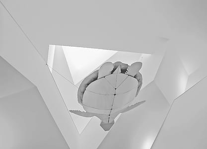 turtle cutout paper wall decor thumbnail