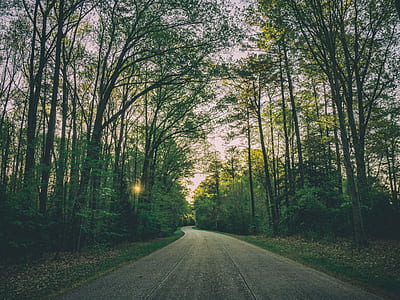 pathway in the forest thumbnail
