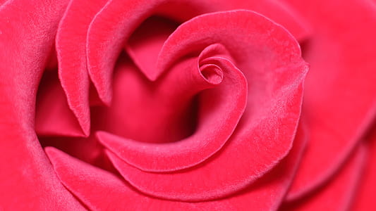 closeup photo of red rose flower thumbnail