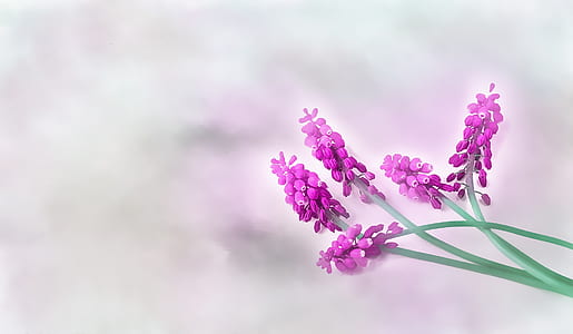 purple petaled flower thumbnail