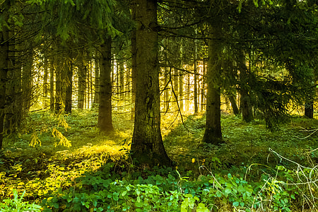 green forest thumbnail