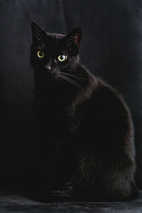 Portrait of black cat thumbnail