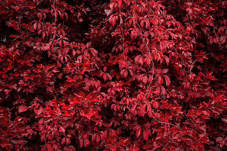 Red autumn/fall leaves thumbnail