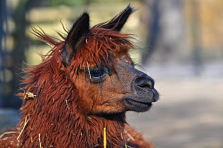shallow focus photography of brown alpaca thumbnail